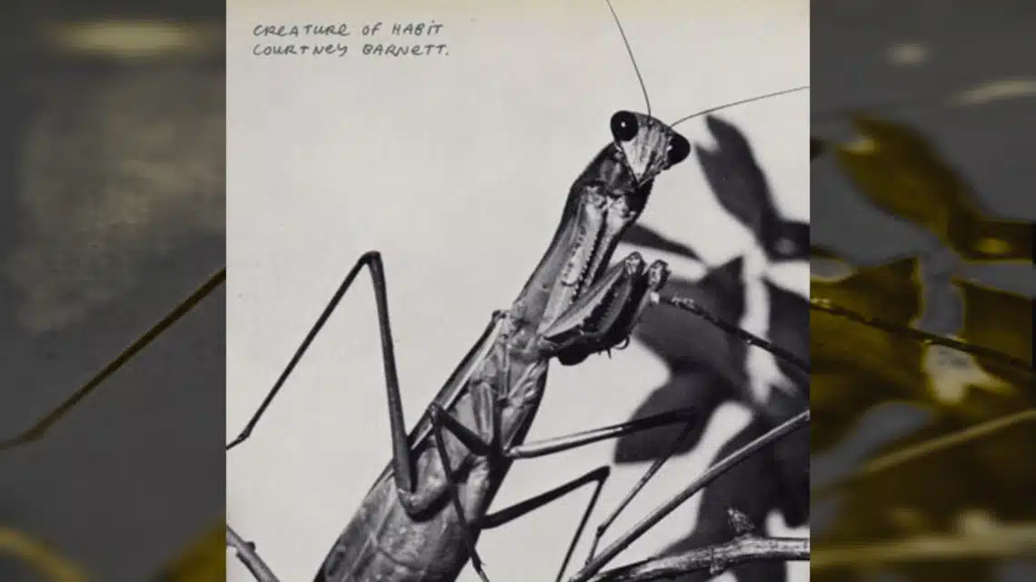 Courtney Barnett - Creature of Habit record cover (Mom + Pop Records)