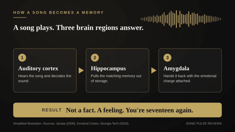 A song plays, 3 brain regions answer - Auditory, Hippocampus, Amygdala